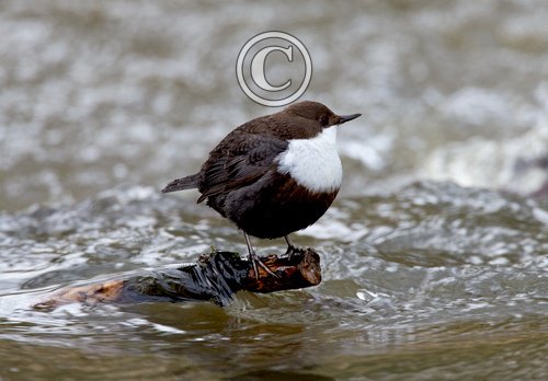 Black Bellied Dipper DM1736